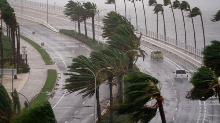 Estos son los mejores árboles que aguantan fuertes vientos y huracanes