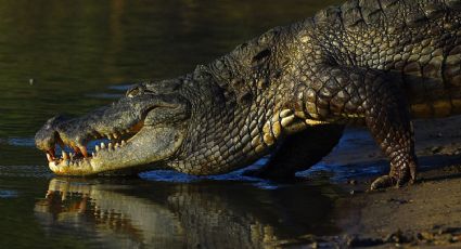 Avistan a cinco cocodrilos en playas; autoridades no logran encontrarlos