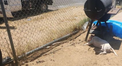 Perrita muere amarrada bajo el sol, sin agua ni comida; arrestan a la dueña