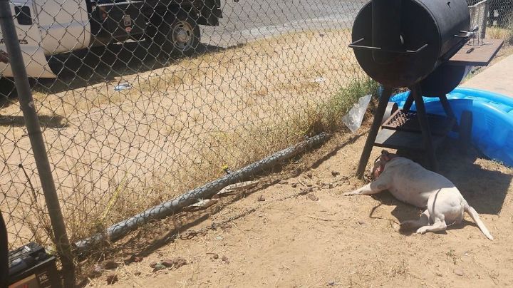 Perrita muere amarrada bajo el sol, sin agua ni comida; arrestan a la dueña
