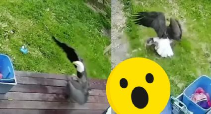 Águila caza a perrito del patio de una casa y se lo lleva volando | VIDEO