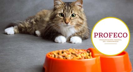 Profeco: Estas son las mejores croquetas para gato; aliméntalo con lo mejor