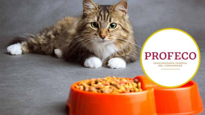 Profeco: Estas son las mejores croquetas para gato; aliméntalo con lo mejor