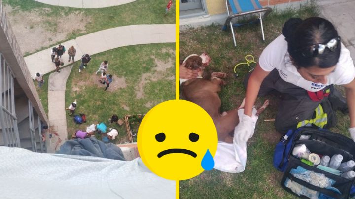 Perrito es abandonado en un cuarto piso; se arroja al vacío y muere