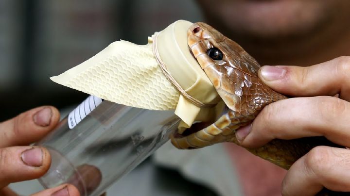 El devastador efecto en la sangre de una mordedura de víbora | VIDEO