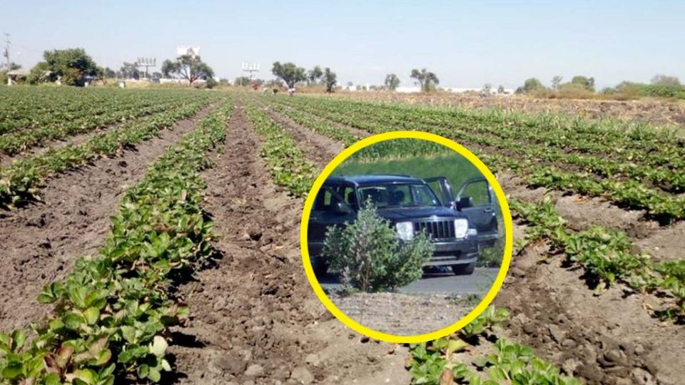 Cinco personas muertas fue el saldo en un ataque a parcela en Guanajuato