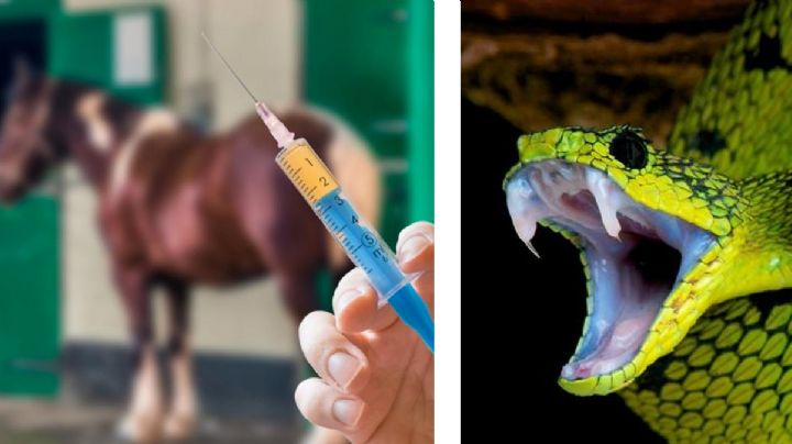 Mordedura de serpientes: sueros hechos con sangre de caballo pueden salvarte la vida