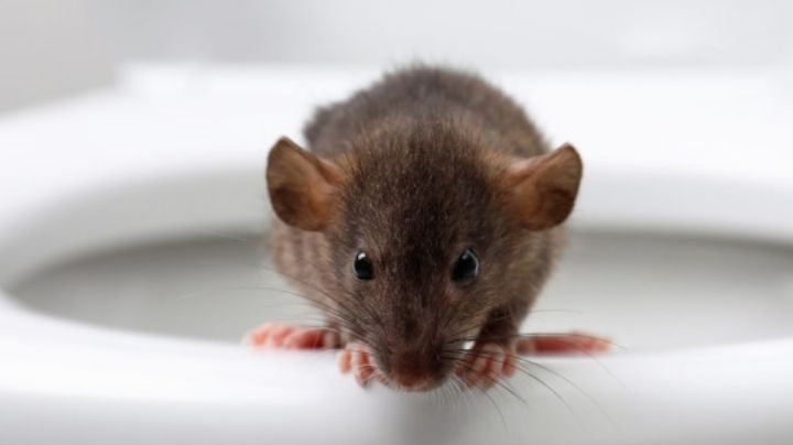 Estos son cinco animales que podrían salir de tu inodoro y mandarte al hospital