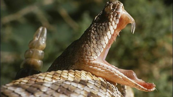 ¿Qué tiene en su interior el cascabel de una víbora? Aquí te decimos