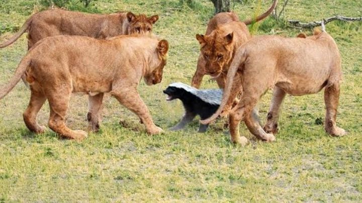 El sorprendente animal que puede pelear con grandes felinos y soportar el veneno de una víbora