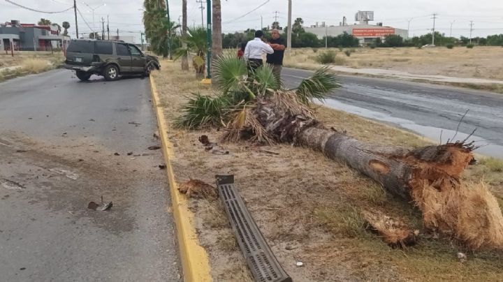 Conductor ebrio choca y se lleva de encuentro una palma en Bulevar Manuel Ávila Camacho