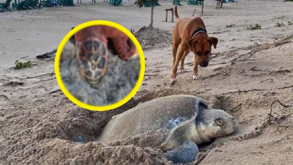 Perros atacan tortugas en Yucatán