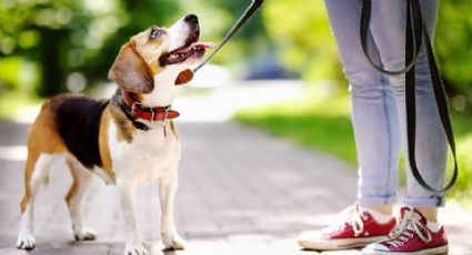 Los increíbles beneficios para tu organismo por tan sólo sacar a pasear a tu perro