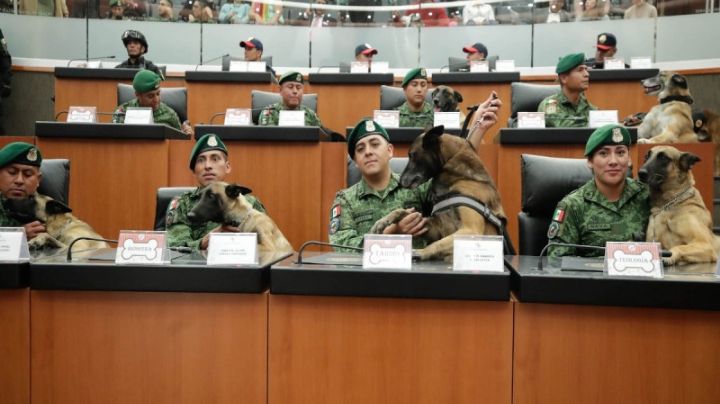 Los perros ya serán amparados por la Constitución como "seres sintientes"