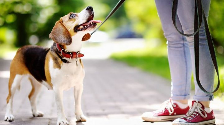 Los increíbles beneficios para tu organismo por tan sólo sacar a pasear a tu perro