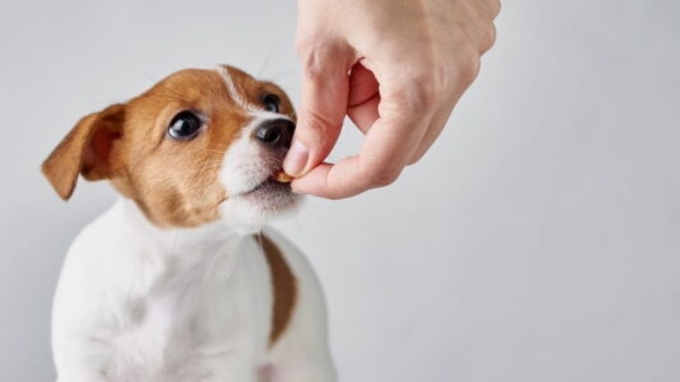 Perro siendo alimentado