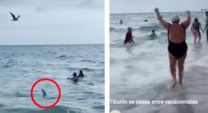 ¡De terror! Tiburón se pasea entre vacacionistas; ¿qué debes hacer si te topas con uno? | VIDEO