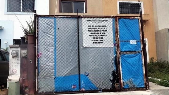 Hallan 23 perros muertos en supuesto refugio de animales; casa es de una maestra