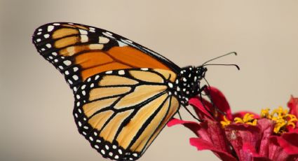 Plantas para atraer mariposas y otros polinizadores