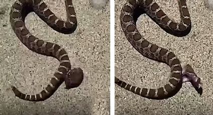 Cabeza de serpiente de cascabel desprendida de su cuerpo se muerde a sí misma | VIDEO