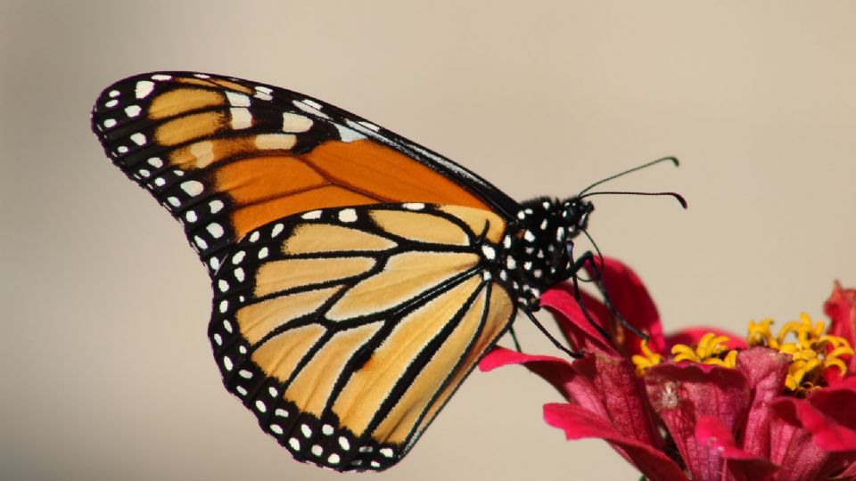 La mariposa es un polinizador