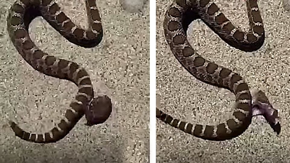 Serpiente se muerde ella sola