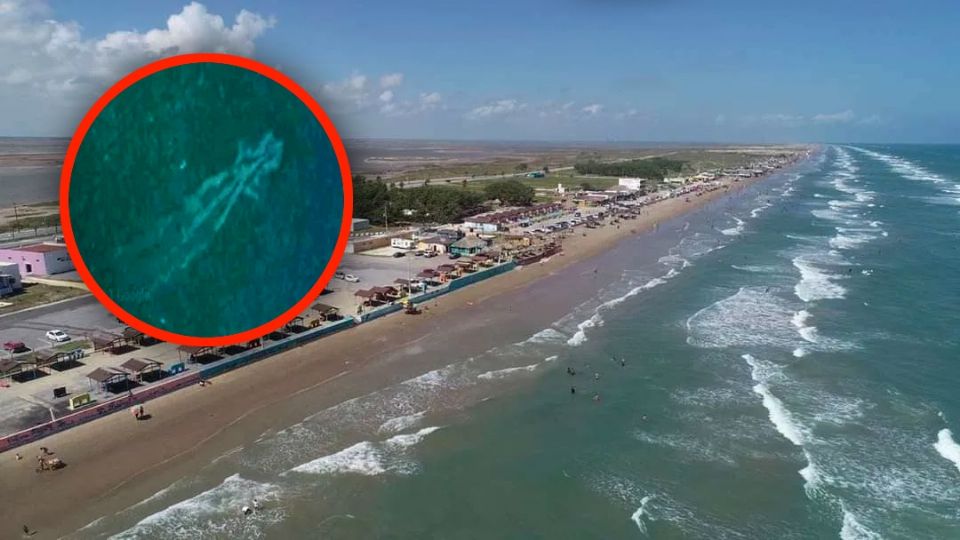 Avistamientos en playas de Tamaulipas