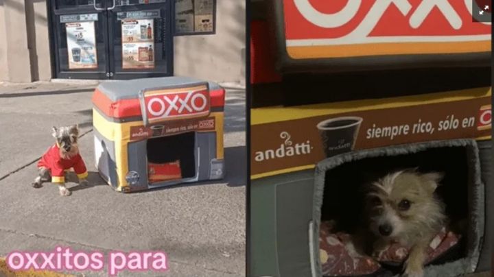Crean “Oxxitos”, cama para perritos, ¿dónde las venden y cuánto cuestan?