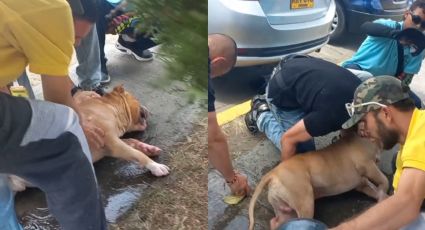 Perro pitbull dura horas encerrado en vehículo; grupo de hombres lo rescata | VIDEO