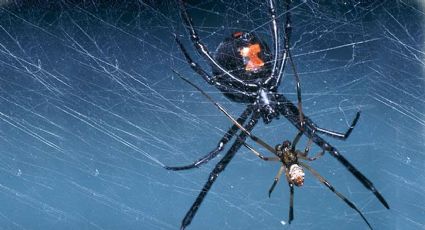 En estas cinco especies animales, la hembra se come al macho después de aparear