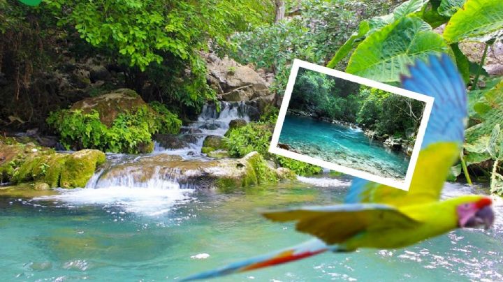 Manantial 'Los Nogales', un paraíso que visitar en Tamaulipas | FOTOS