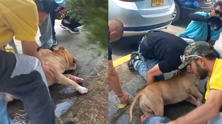 Perro pitbull dura horas encerrado en vehículo; grupo de hombres lo rescata | VIDEO