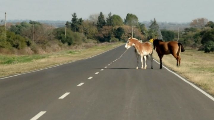 Un caballo es atropellado brutalmente en carretera a la Ciudad de México | VIDEO