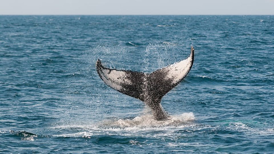 Una ballena de Rice fue captada en Texas