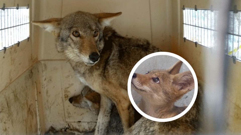 El coyote puede estar cerca de la urbanidad en el noreste de México