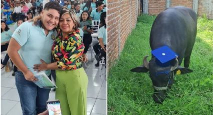 Joven recibe un búfalo como regalo de graduación y así reaccionó