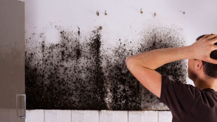 Hongo en las paredes de la casa; así puedes eliminarlo para siempre