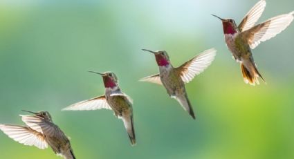 Algunos datos de los colibríes que seguramente no conocías