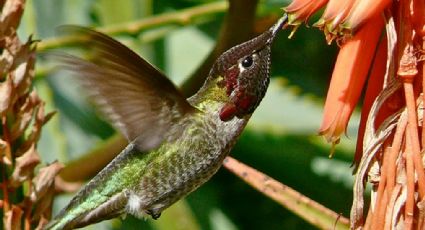 El significado de toparse con un colibrí, según distintas culturas