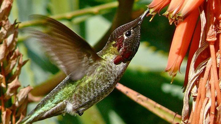 El significado de toparse con un colibrí, según distintas culturas