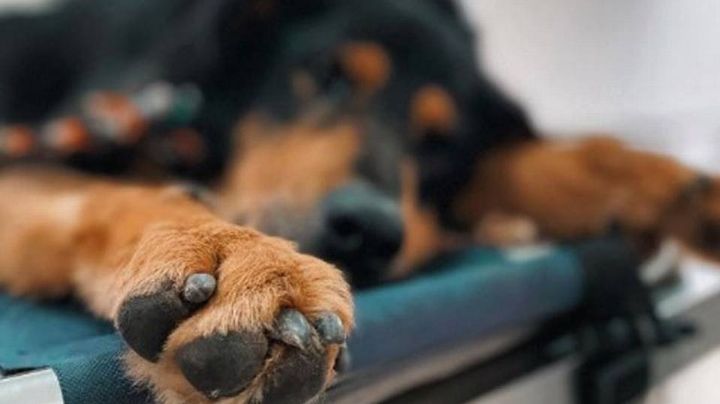 Maltrato animal: aplican en Nuevo Laredo primera multa por más de 10 mil pesos