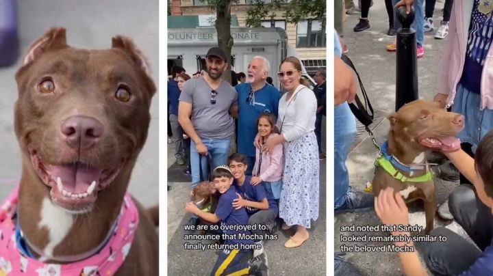 Localizan a su perrita en evento de adopción; cuidador la había perdido