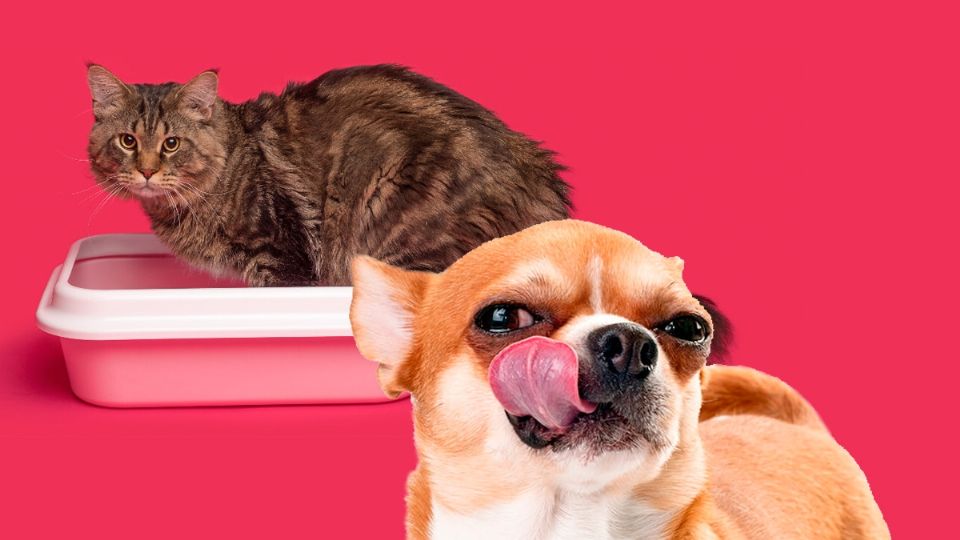 A los perros les encanta la 'popó' de gato