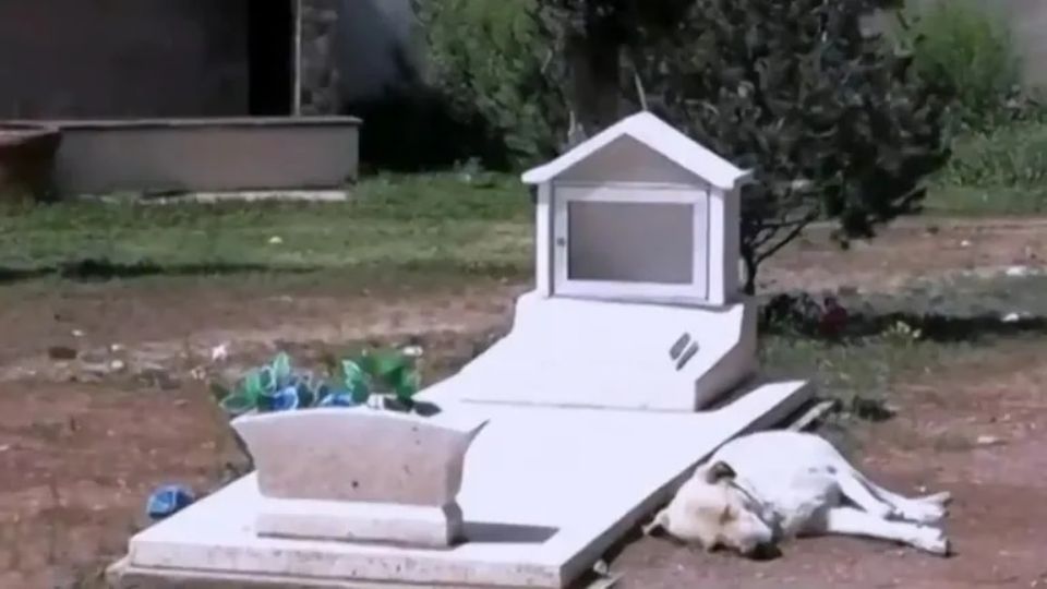 El perrito sigue siéndole fiel a su fallecido dueño.