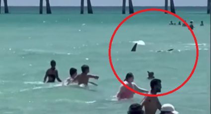 Enorme tiburón causa pánico en Florida; se acerca a la orilla del mar para buscar comida | VIDEO