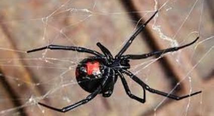 Estos son los síntomas de una picadura de viuda negra