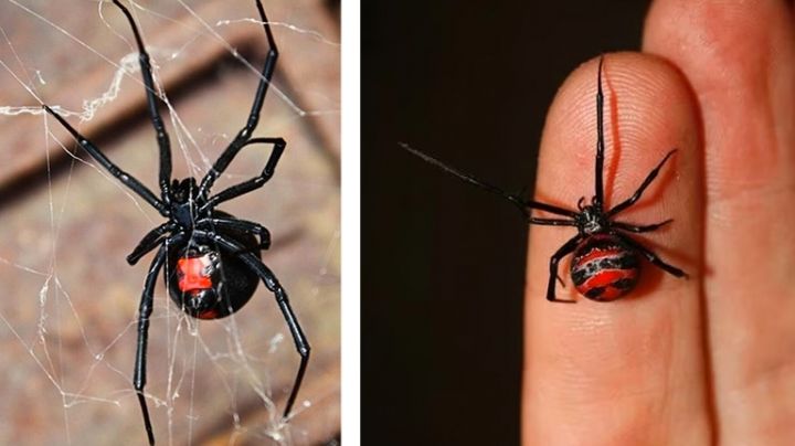 Antídoto contra veneno de víboras y arañas está disponible en hospitales de Nuevo Laredo