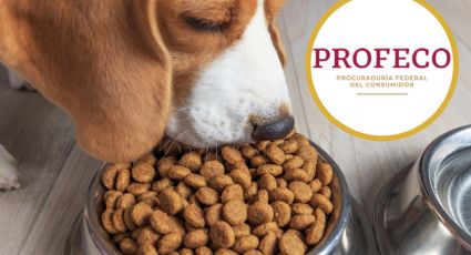 Profeco: Estas son las croquetas buenas y baratas para consentir a tu perro