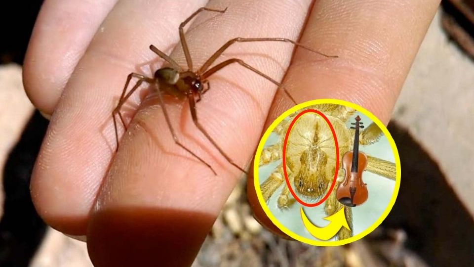 Estos son los síntomas y consecuencias de una picadura de araña violinista