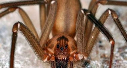 ¿Es dolorosa la mordida de una araña violinista?; este tiempo tarda en sentirse sus efectos